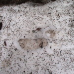 DSC00130-footprint-in-snow