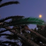 Weird green palm tree (next to green traffic signal)
