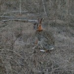rabbit in Bolsa Chica Wildlife Preserve