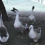 Beware the attack geese!