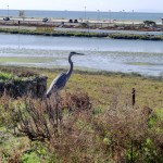 Great Blue Heron (2011 December 3) Bolsa Chica Wetlands