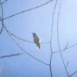 Hummingbird in the upper wetlands (bluffs) Huntington Beach CA