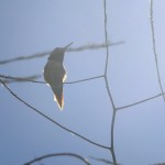 another hummingbird in the upper wetlands (bluffs) Huntington Beach CA