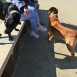 A dog day (2012 February 4) Huntington Beach CA