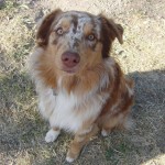 Dog (2011 May 13-15) Born to Run Ultramarathons, Los Olivos CA