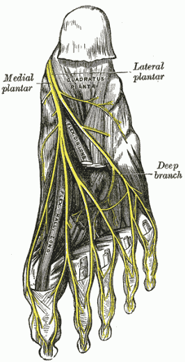 Morton's neuroma reproduction from a lithograph in Gray's Anatomy