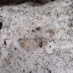 bare footprint in snow