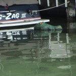 Michigan Gator alert (2003 June 6) Lake Leelanau MI