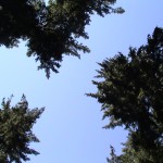 Sky between tall trees