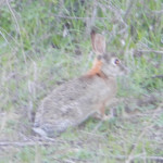 DSCN0960 bunny rabbit -crop
