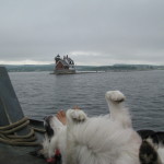 060 Herman enjoys boat rides. 2010 June 12 Camden Maine