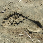 Foot print in soft mud