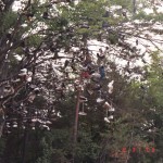 20031021-shoes-tree-001