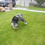 Kay will want to wrestle or run with your dog. He will even let your dog be on top occassionally