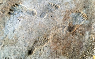 Picture of fossilized bare foot prints in rock