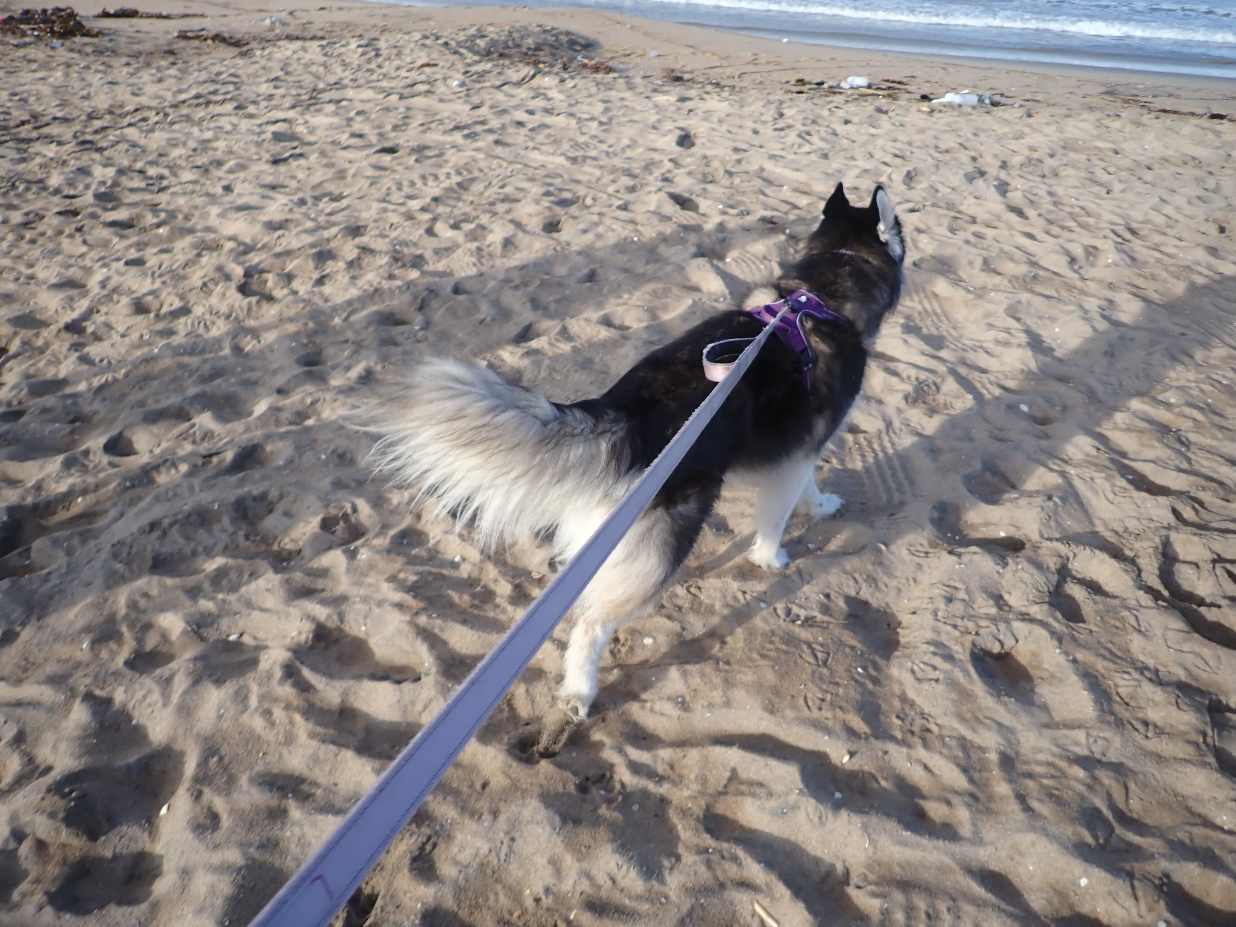 Kay happily running on the beach