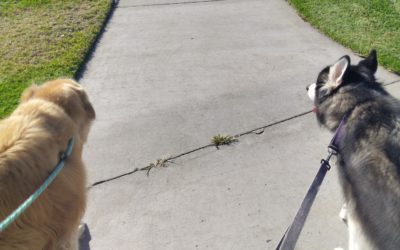 Dakota & Katin go for a walk.