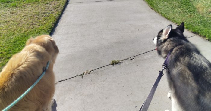 Dakota & Katin go for a walk.