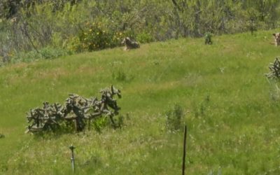 coyotes relaxing in a green field