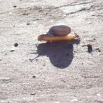 No matter how fast we ran, the snails were always in front of us