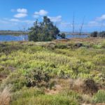 Bolsa Chica Wildlife Preserve, Huntington Beach, California