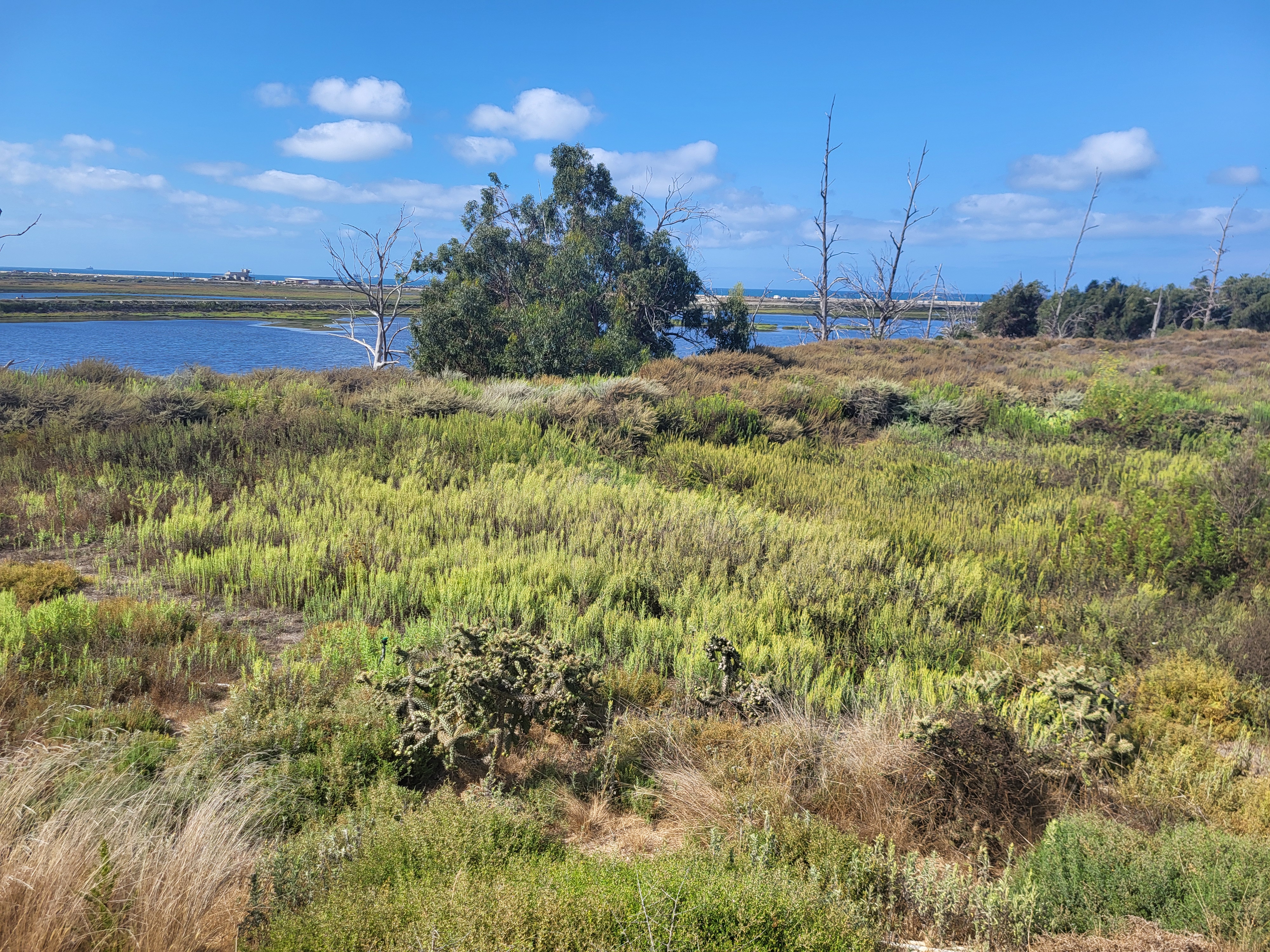 Bolsa Chica Wildlife Preserve, Huntington Beach, California