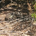 Snake in the bush, Brightwater Trail, Huntington Beach, California