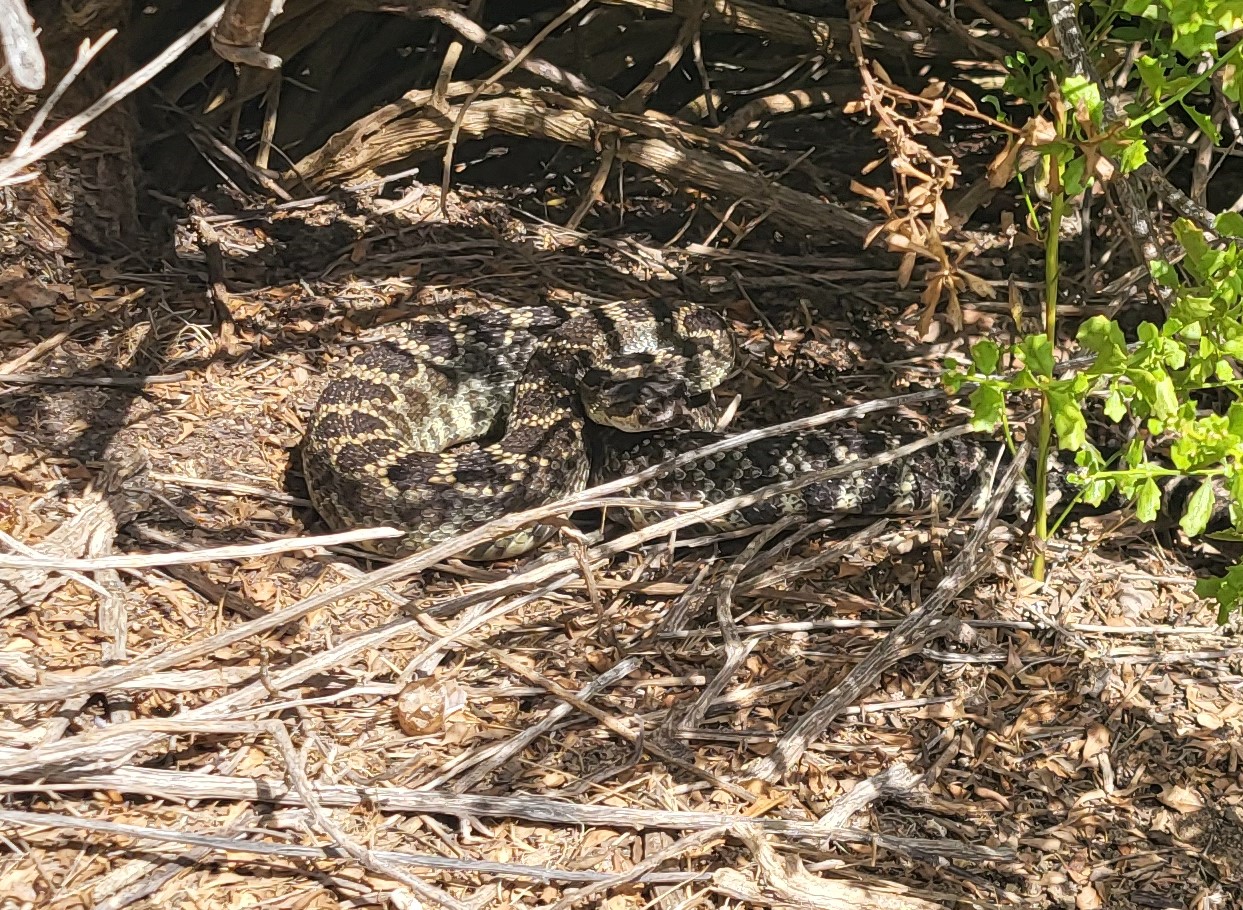 Snake in the bush, Brightwater Trail, Huntington Beach, California