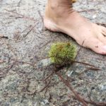 Ken Bob’s Foot next to Green Prickly Fruit