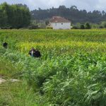 2024 Sep 26 Camino Pilgrims of the Corn