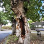 2024 Sep 26 Hollow Oak Tree