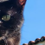 2024 Sep 27 – Black Cat