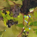 2024 Sep 27 – Grapes Just Hanging Around