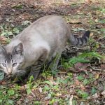 2024 Sep 27 – Siamese Cat Greeting Pilgrims