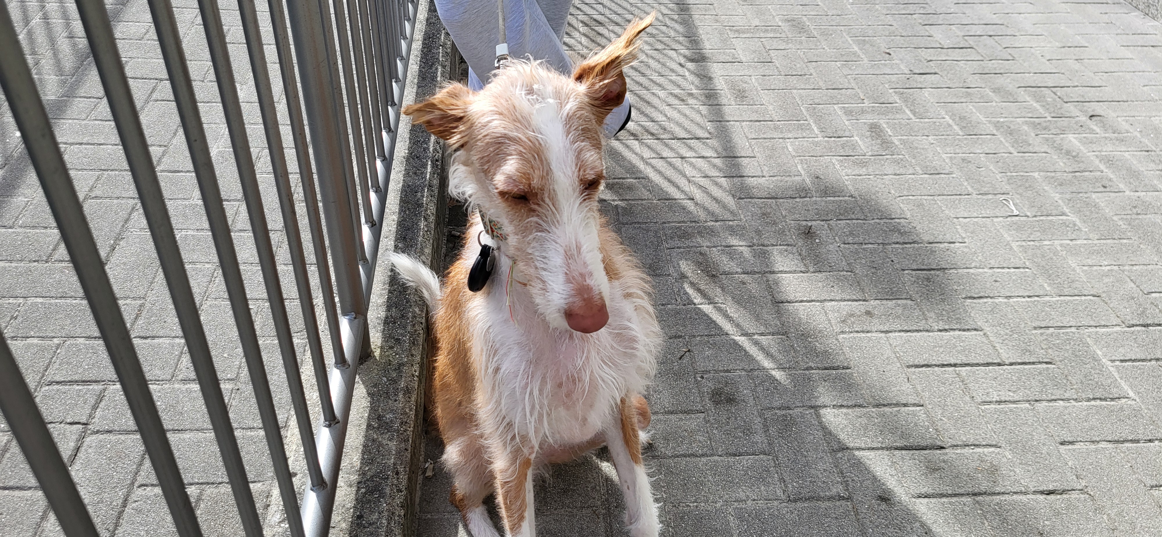 2024 Sep 28 - Dog Near Grocery Store