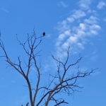 Bald Eagle on the River Trail, Lansing Michigan