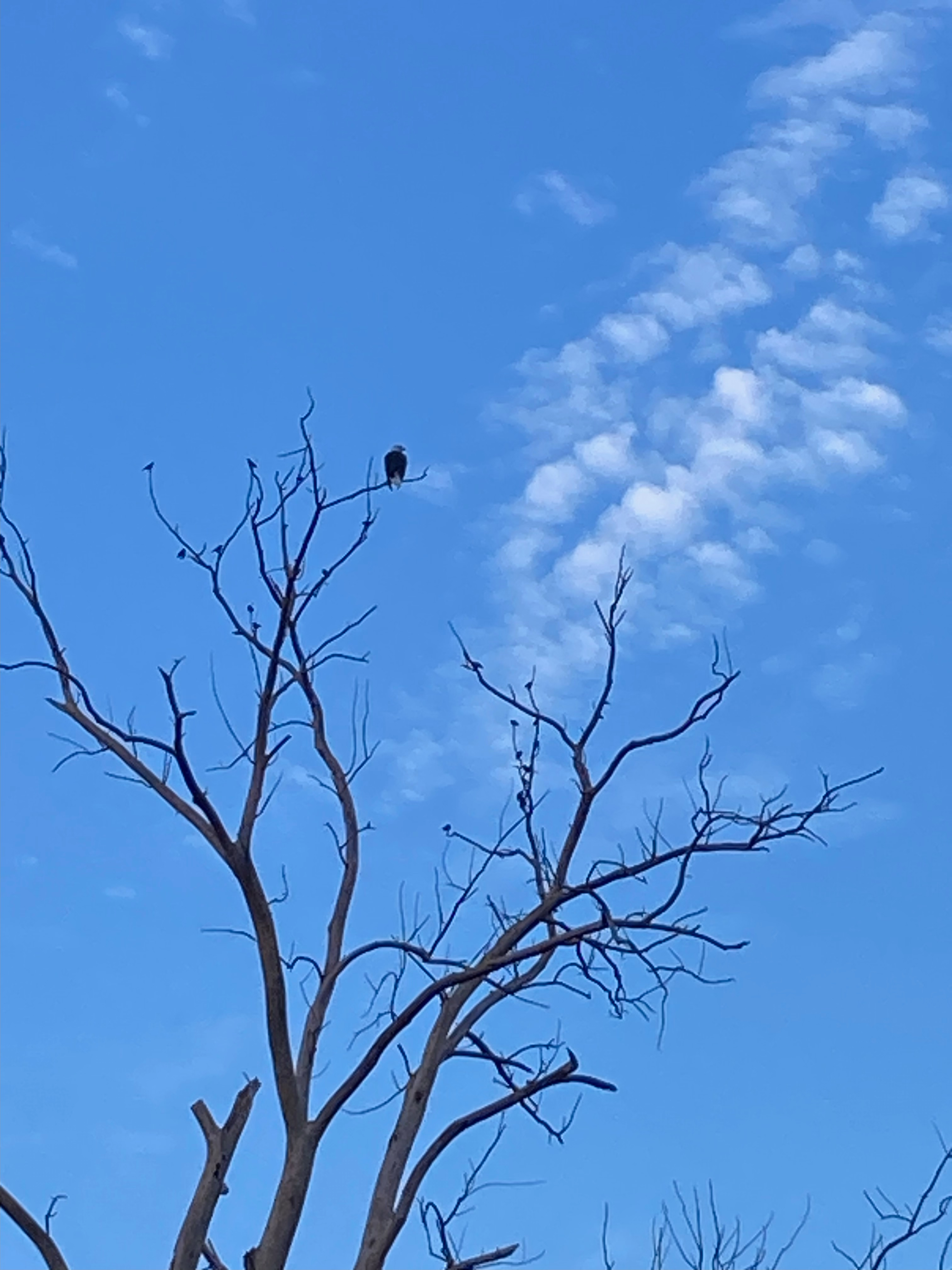 Bald Eagle on the River Trail, Lansing Michigan