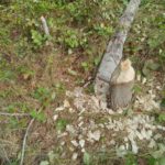 Beaver activity, Traverse City, Michigan