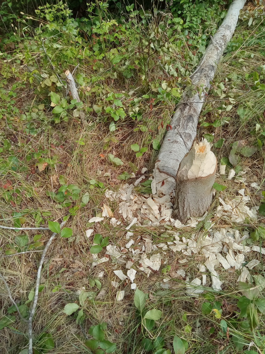 Beaver activity, Traverse City, Michigan