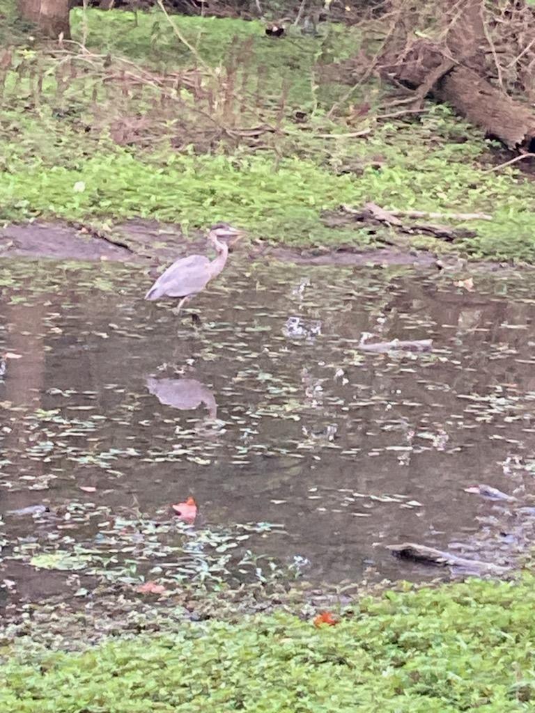 Blue Heron, River Trail, Lansing, Michigan