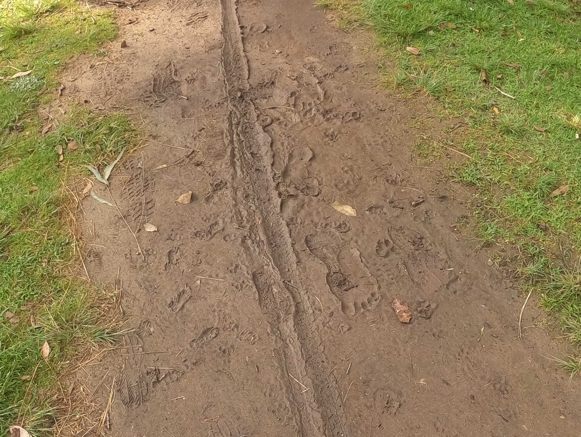 Ken Bob's Bare Foot Prints in Mud, Central Park, Huntington Beach, California